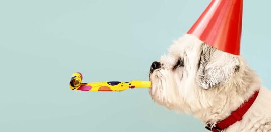 100 Frases de Cumpleaños | Originales, Divertidas y Cortas frases de cumpleaños