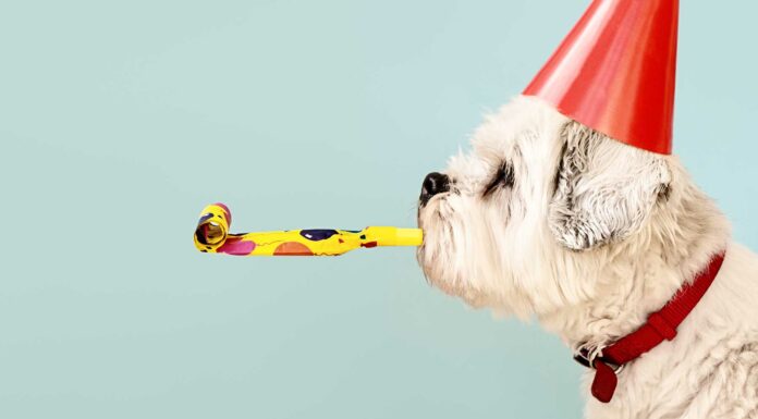 100 Frases de Cumpleaños | Originales, Divertidas y Cortas frases de cumpleaños