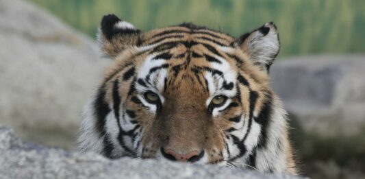 120 Frases célebres de Envidia | Los sentimientos tóxicos frases célebres de envidia