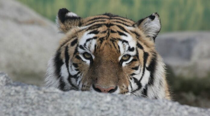 120 Frases célebres de Envidia | Los sentimientos tóxicos frases célebres de envidia