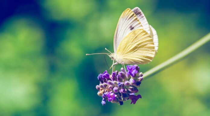 50 Frases de Gabo; las mejores de sus libros Frases de Gabo; las mejores de sus libros