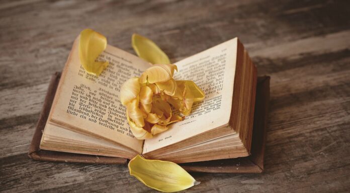 70 Frases de libros ¡no hay nada mejor que leer un buen libro! Frases de libros ¡no hay nada mejor que leer un buen libro!