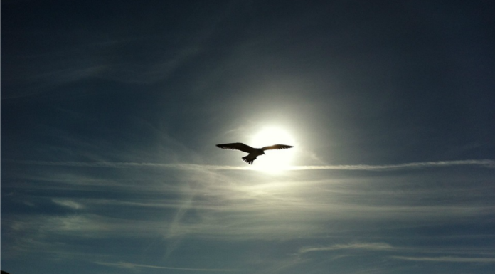 70 Frases célebres de paz ¿Qué significado tiene para ti? Frases célebres de paz ¿Qué significado tiene para ti?