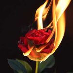 Rosa de fuego Carlos Ruiz Zafon