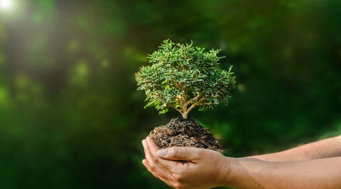 80 Frases de naturaleza: la armonía de los seres vivos Frases de naturaleza