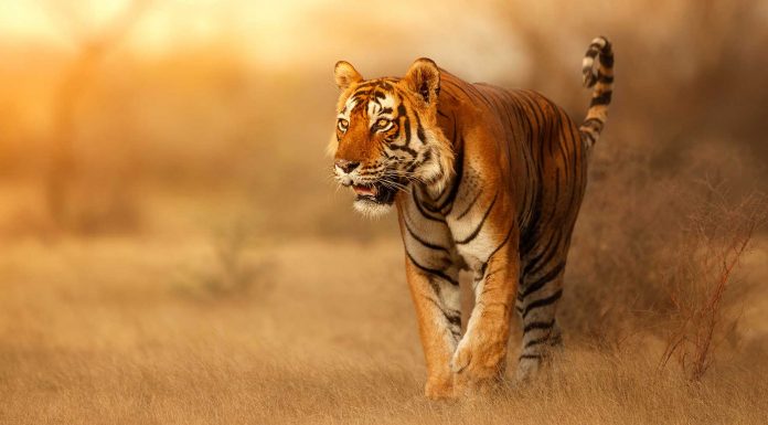 120 Frases de animales, un vínculo con la naturaleza frases de animales