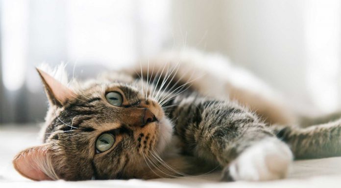 160 Frases de gatos, la elegancia de los felinos frases de gatos