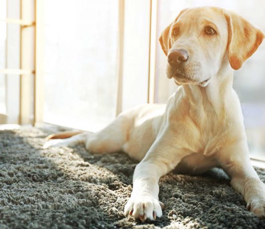 120 Frases de perros, los mejores amigos del hombre frases de perros