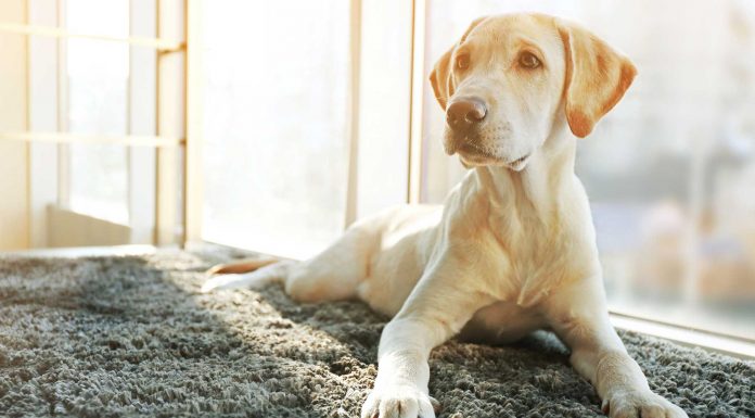 120 Frases de perros, los mejores amigos del hombre frases de perros