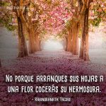 Frases-de-flores-1