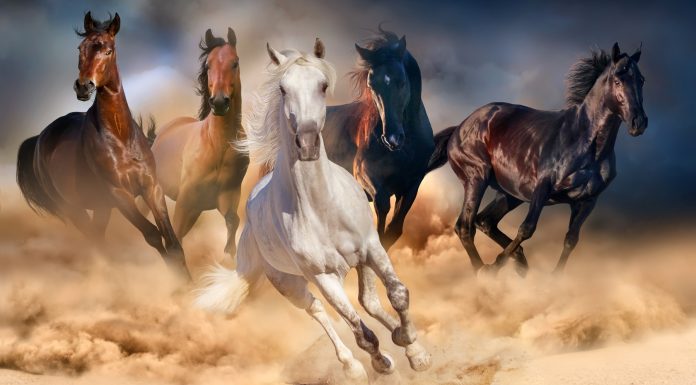80 Frases de caballos | Poderosas y bellas como estos animales Frases de Caballos