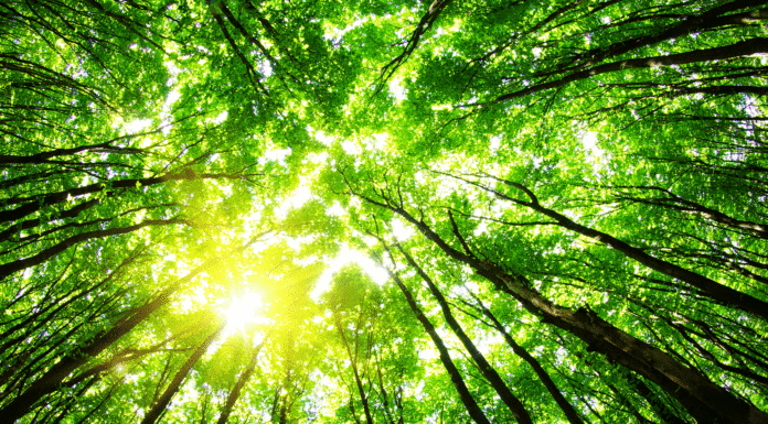 210 Frases del Medio Ambiente | La necesidad de tomar conciencia Frases del Medio Ambiente