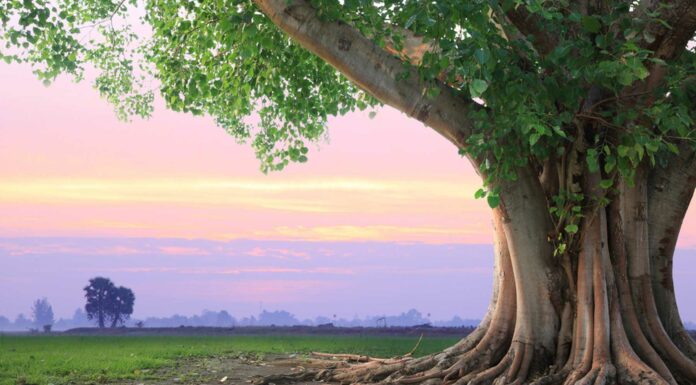 160 Frases de Árboles | Puentes entre lo terrenal y lo celestial Frases de Árboles, Frases sobre Árboles