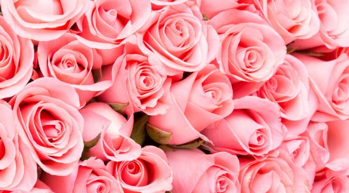 80 Frases de rosas | La flores del amor y el respeto frases de rosas