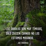 Frases-de-Árboles-5