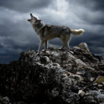 30 Frases de Lobos | Un animal repleto de misticismo
