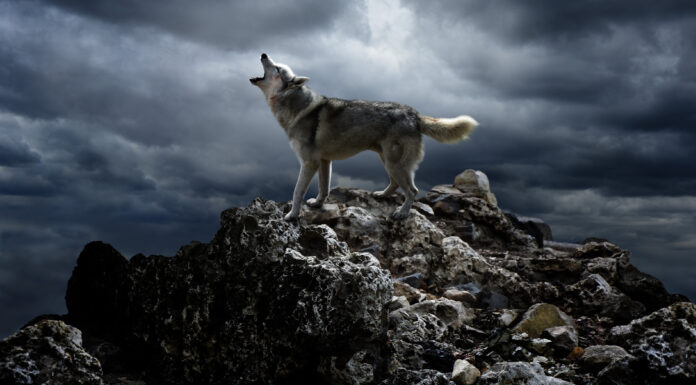 80 Frases de Lobos | Un animal repleto de misticismo 30 Frases de Lobos | Un animal repleto de misticismo