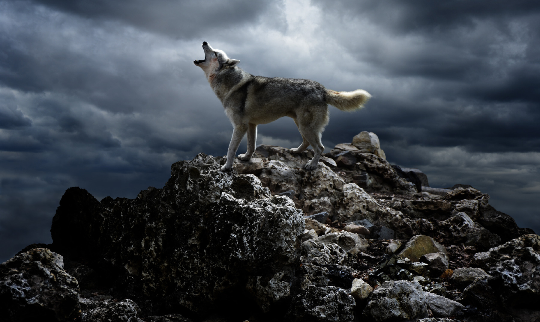 80 Frases de Lobos | Un animal repleto de misticismo - Frases de ...