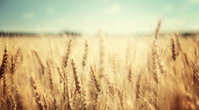 130 Frases sobre la patria | El destino de los pueblos frases sobre la patria