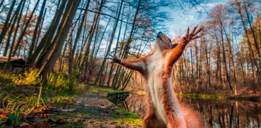 80 Frases contra el Maltrato Animal | Cuidar la Vida frases contra el maltrato animal