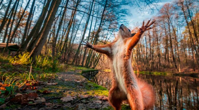 80 Frases contra el Maltrato Animal | Cuidar la Vida frases contra el maltrato animal