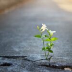 frases de constancia y disciplina Frases de la Vida