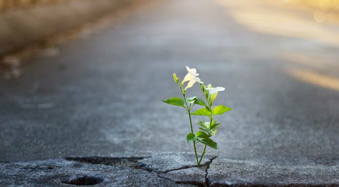 30 Frases de constancia y disciplina | Ideales para cumplir sueños frases de constancia y disciplina Frases de la Vida