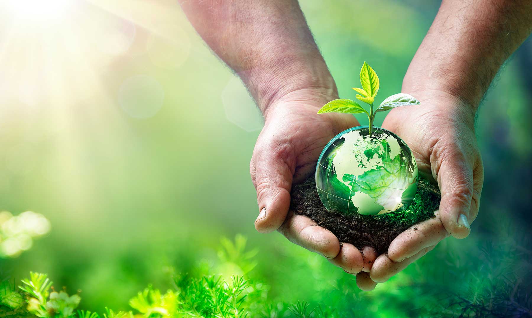 15 Frases Sobre El Cuidado Del Medio Ambiente Lucha Por El Planeta