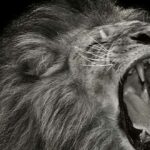 frases de leones