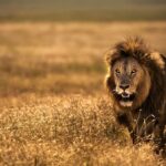 frases de leones