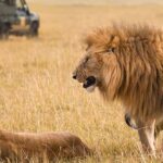 frases de leones