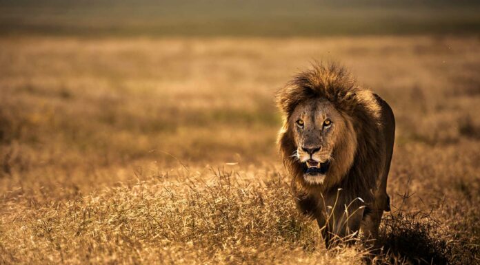 15 Frases de leones | Los poderosos reyes de la selva frases de leones