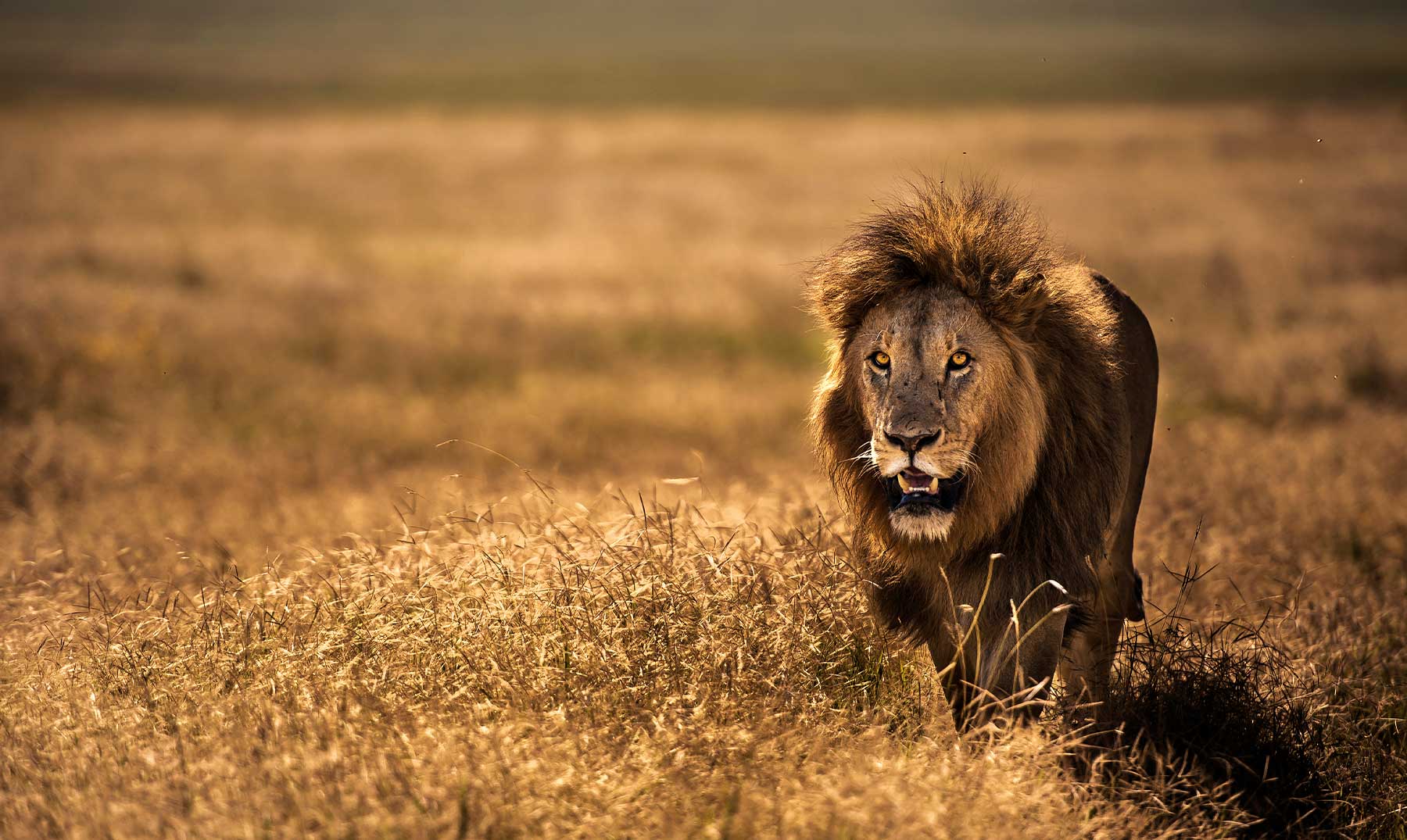 15 Frases de leones | Los poderosos reyes de la selva
