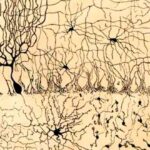 frases de Ramón y Cajal