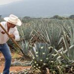 frases del Tequila