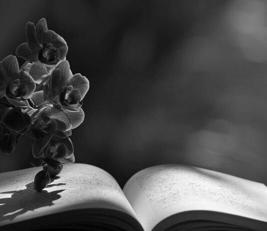 6 Libros de poesía moderna | La más poderosa fuente de amor por la vida libros de poesía moderna