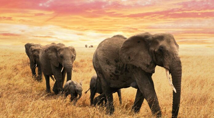 25 frases de elefantes | El cerebro más grande del ecosistema frases de elefantes