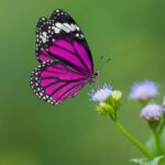 frases sobre la mariposa