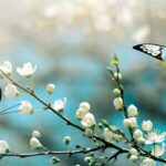 frases sobre la mariposa