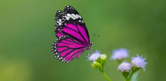 10 Frases sobre la mariposa | Alas de colores y vuelo ligero frases sobre la mariposa