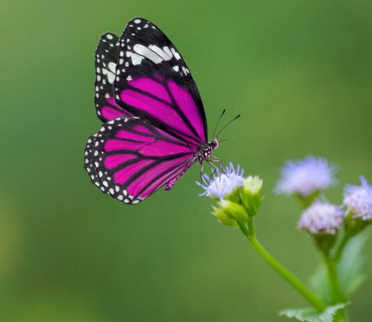10 Frases sobre la mariposa | Alas de colores y vuelo ligero frases sobre la mariposa