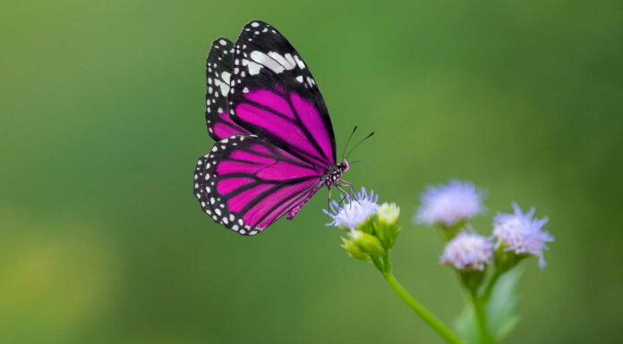 10 Frases sobre la mariposa | Alas de colores y vuelo ligero frases sobre la mariposa