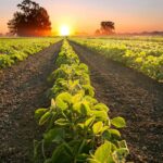 frases de agricultura