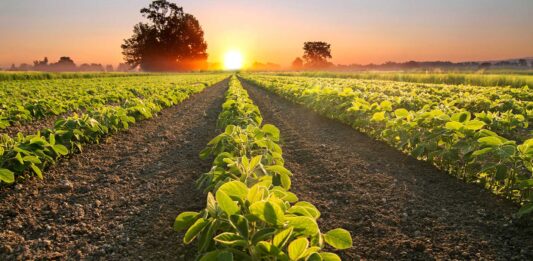 15 Frases de Agricultura | Frases de cultivos y valor de la tierra frases de agricultura