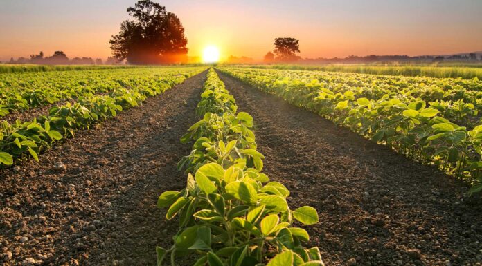 15 Frases de Agricultura | Frases de cultivos y valor de la tierra frases de agricultura