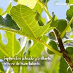 frases de septiembre Frases de la Vida