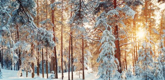 Las 34 mejores frases de nieve | ¡Llega el invierno! frases de nieve