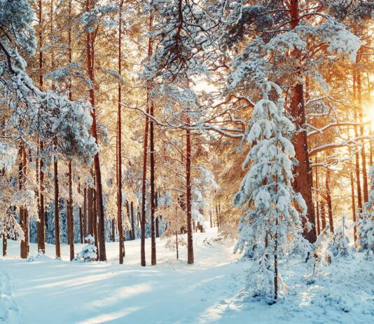 Las 34 mejores frases de nieve | ¡Llega el invierno! frases de nieve