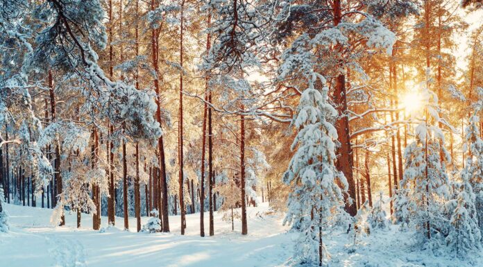 Las 34 mejores frases de nieve | ¡Llega el invierno! frases de nieve