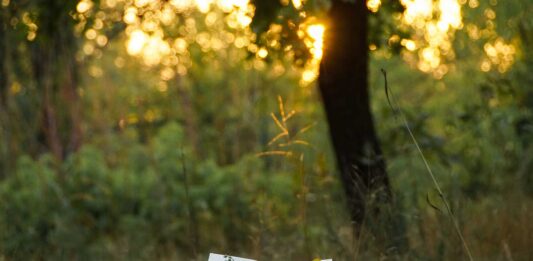 10 poemas de Elías Nandino | Poesía más allá del amor y la muerte poemas de elias nandino